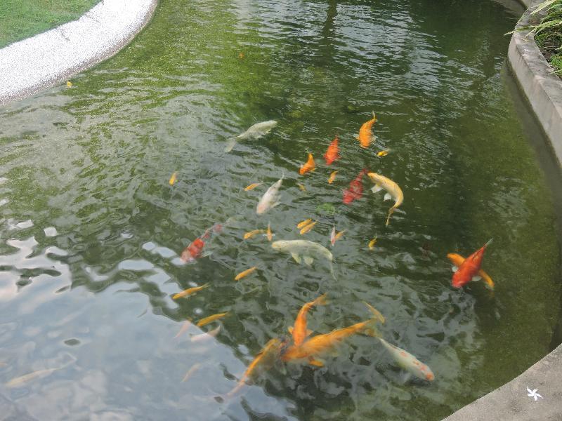 Отель The Millen Penang, Autograph Collection Джорджтаун Экстерьер фото Koi in a pond